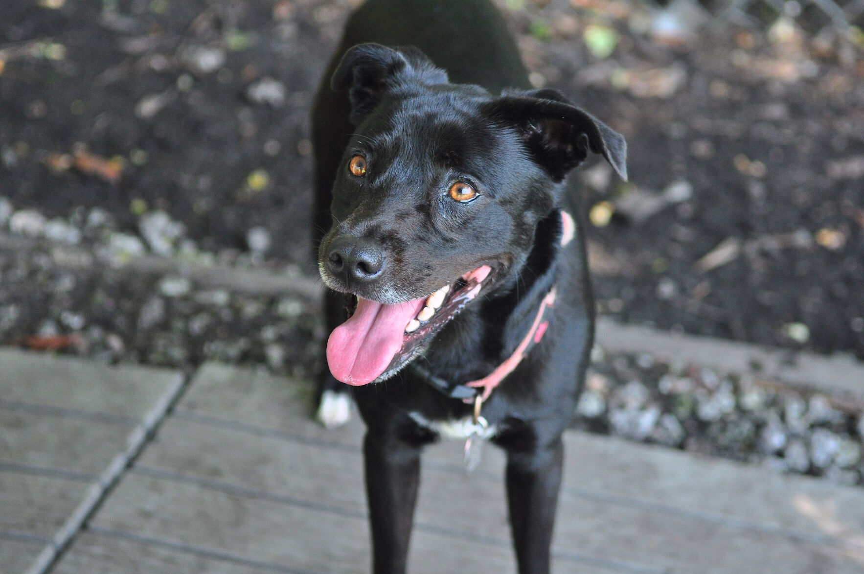 Adopt-a-pets: Aug. 2